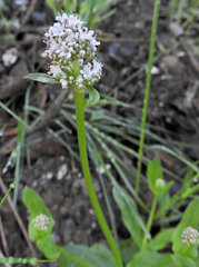 Plectritis macrocera macrocera