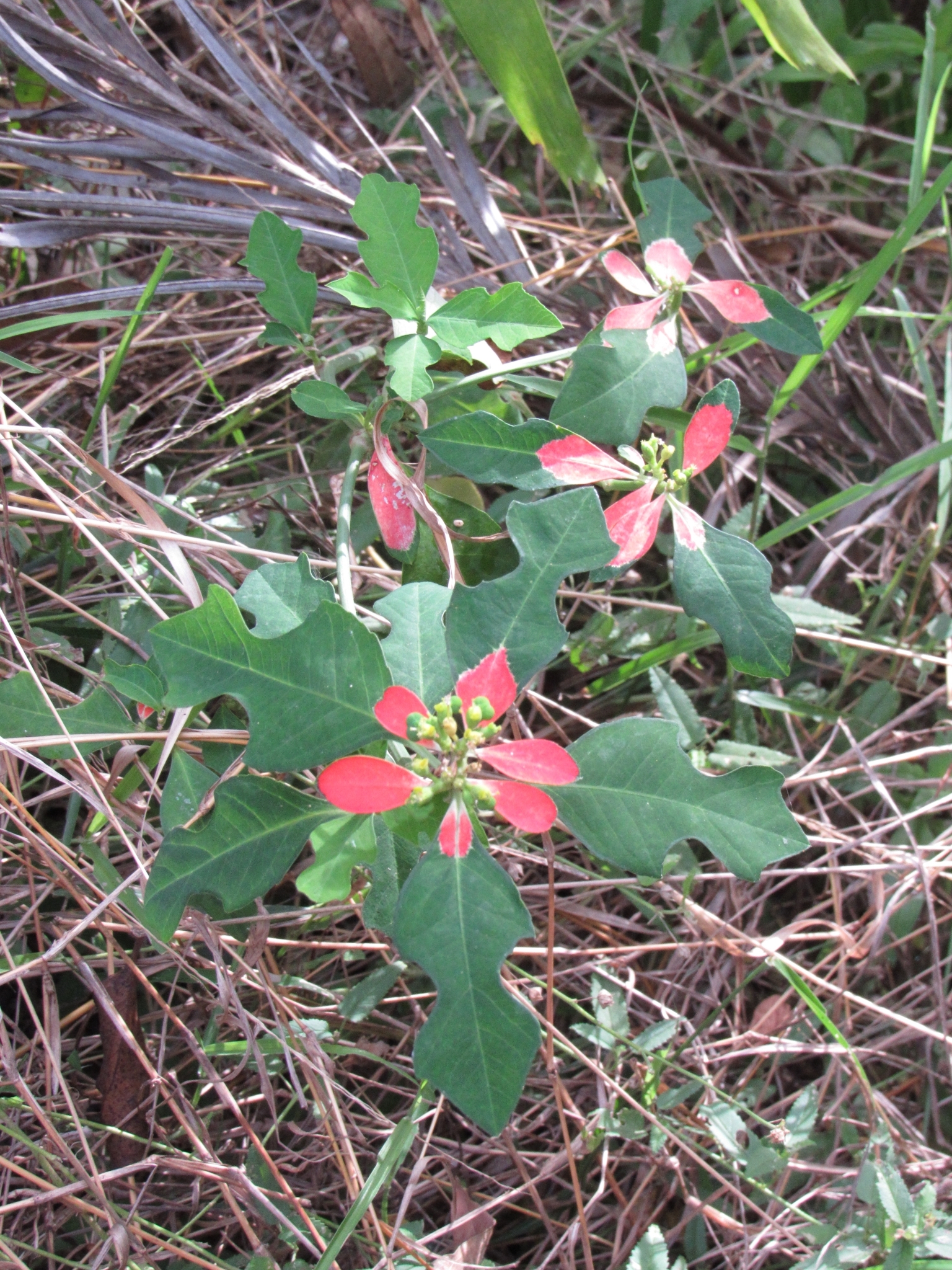 Euphorbia cyathophora