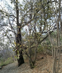 Tilia americana mexicana