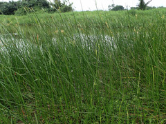 Cyperus malaccensis monophyllus