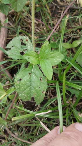 Image of Sphagneticola Brachycarpa (Sphagneticola brachycarpa) by no rights reserved