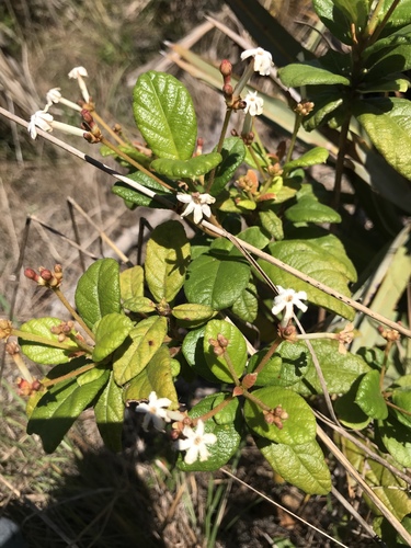 Guettarda scabra image