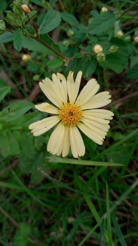 Image of Sphagneticola Brachycarpa (Sphagneticola brachycarpa) by no rights reserved