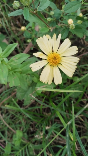 Image of Sphagneticola Brachycarpa (Sphagneticola brachycarpa) by no rights reserved