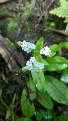 Trigonotis formosana