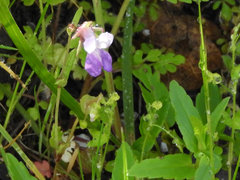 Collinsia sparsiflora