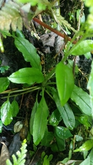 Trigonotis formosana