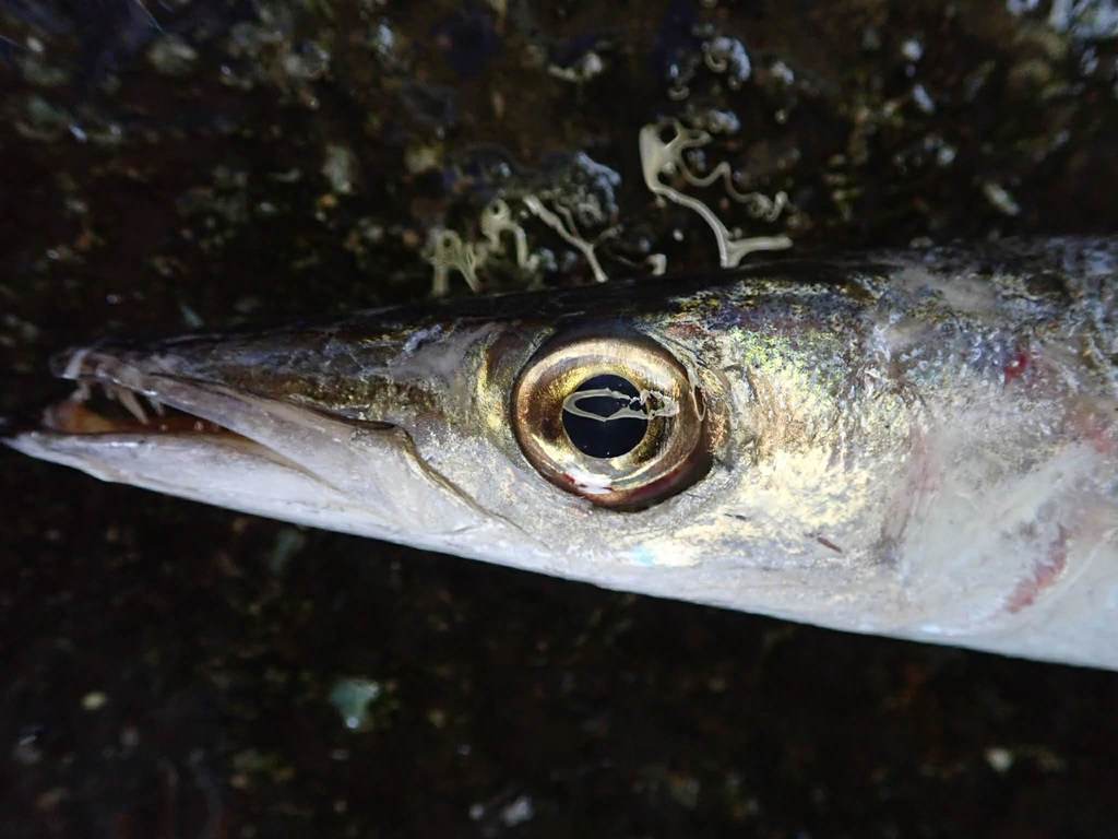 Sharpfin Barracuda
