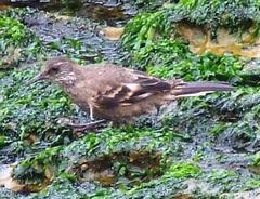 Cinclodes taczanowskii