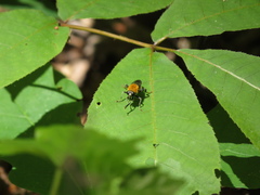 Pterallastes thoracicus