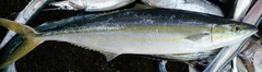 Elagatis bipinnulata