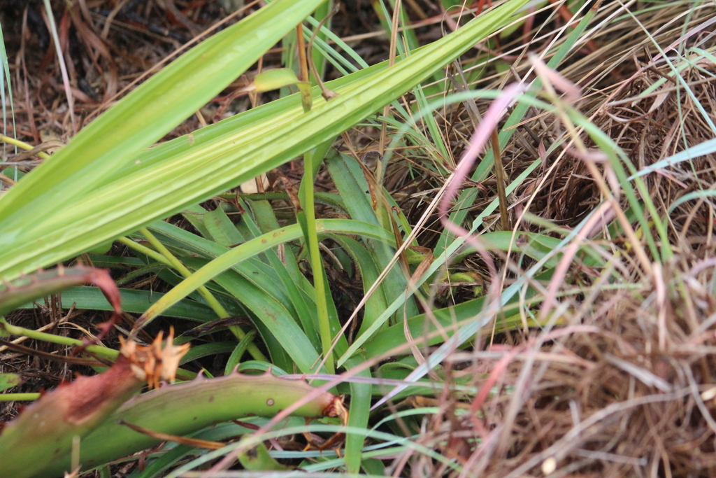 Blue Ears from A-Wagterskop,Westonaria, South Africa on April 8, 2024 ...