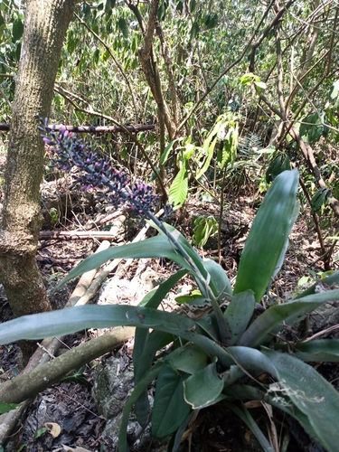 Aechmea lueddemanniana, photograph 2