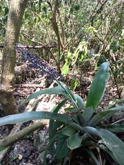 Aechmea lueddemanniana, photograph (c) Juan Cruzado Cortés, some rights reserved (CC BY)