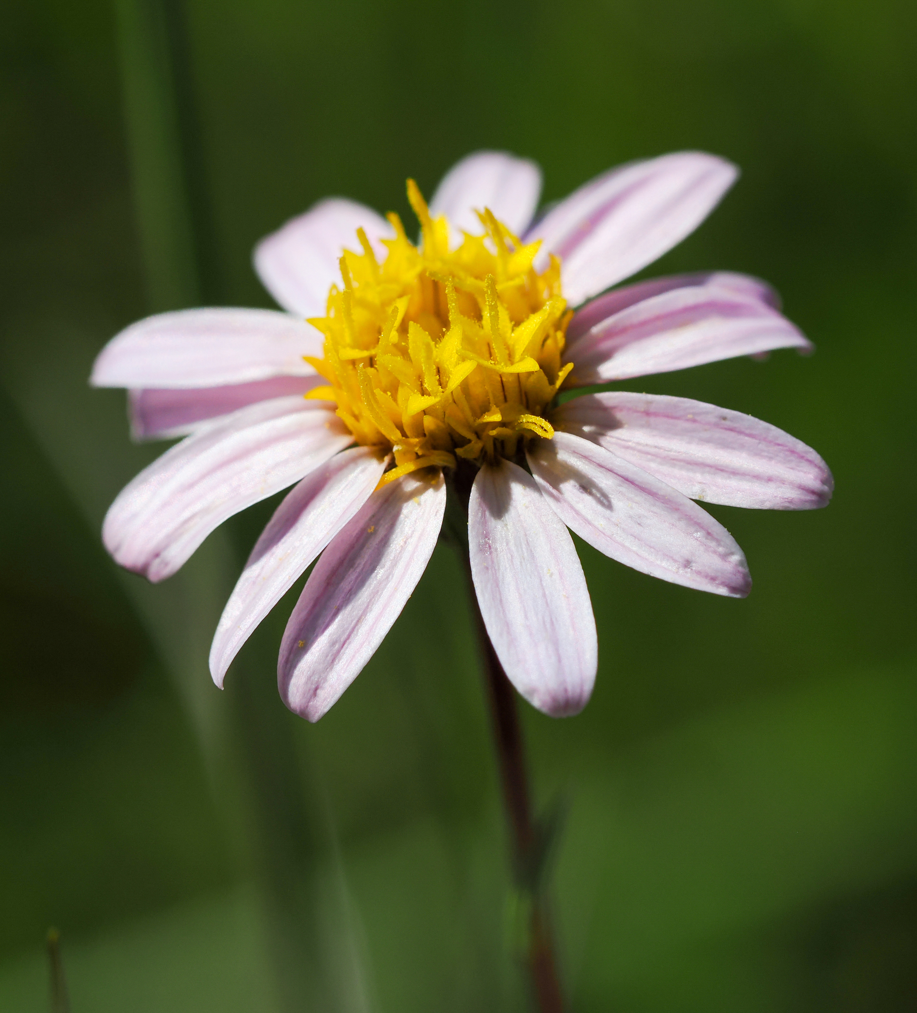 Pentachaeta bellidiflora