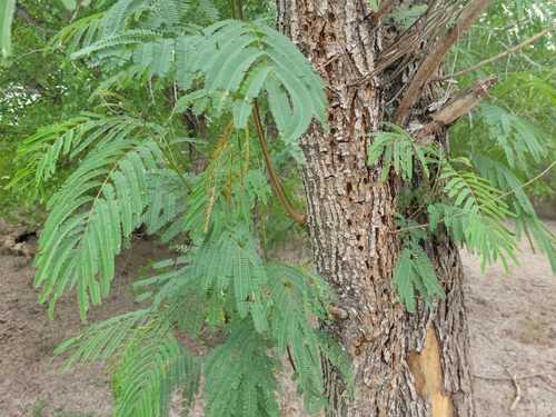 Image of Leucaena pulverulenta by (c) johnyochum, some rights reserved (CC BY)