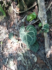 Anthurium clarinervium