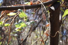 Muehlenbeckia hastulata