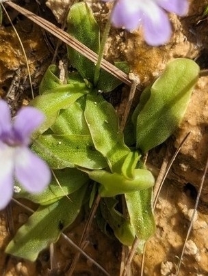 Pinguicula dertosensis