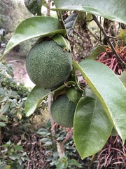 Passiflora ambigua