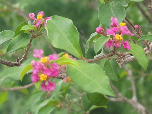 Image of Malpighia glabra by (c) johnyochum, some rights reserved (CC BY)