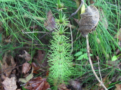 Equisetum myriochaetum