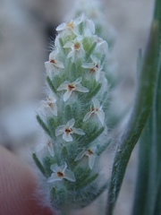 Plantago patagonica