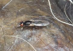 Prochyliza xanthostoma