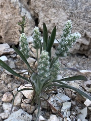 Plantago patagonica