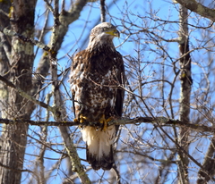 Bald Eagle photo 5