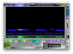 Tadarida brasiliensis