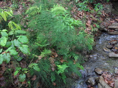 Equisetum myriochaetum