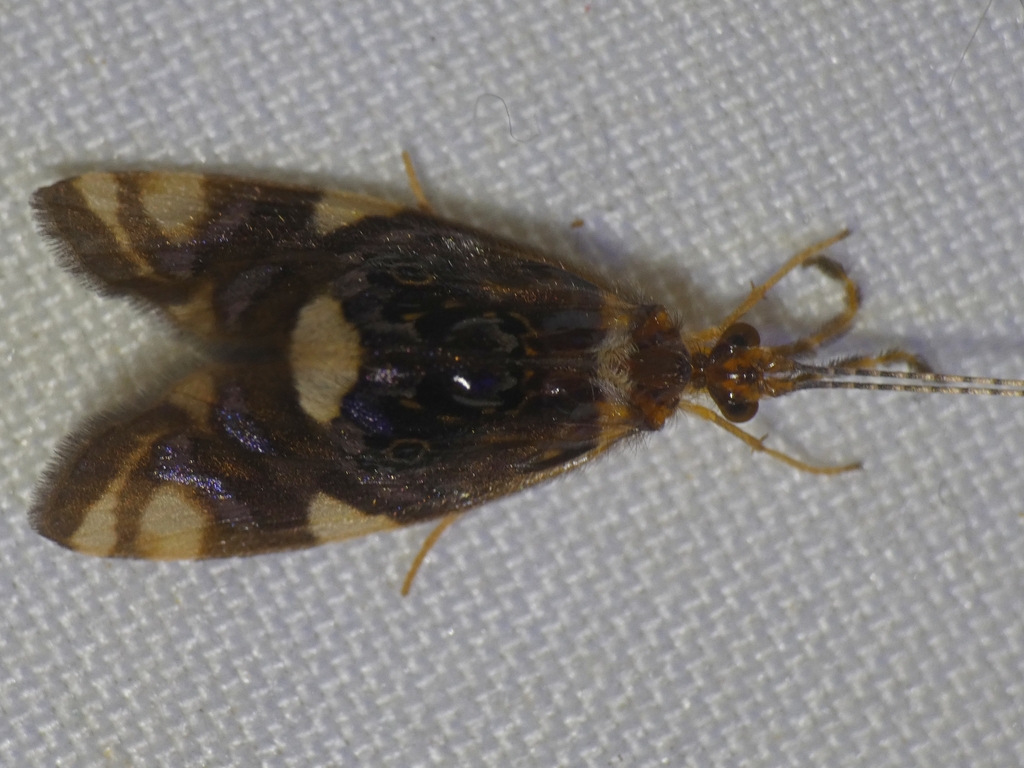 Anisocentropus banghaasi