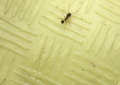 Pheidole californica