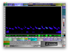 Tadarida brasiliensis