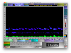 Tadarida brasiliensis