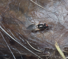 Prochyliza xanthostoma