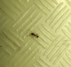 Pheidole californica