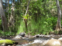 Equisetum myriochaetum