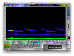Tadarida brasiliensis