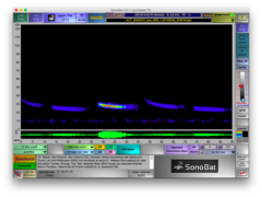 Tadarida brasiliensis