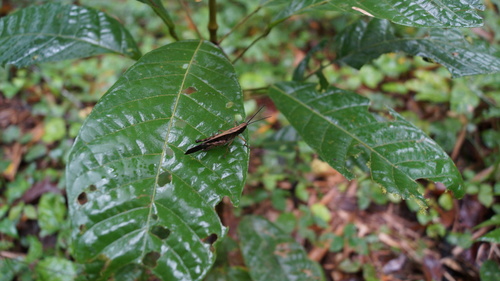 Phaeoparia lineaalba