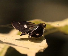 Scobura isota