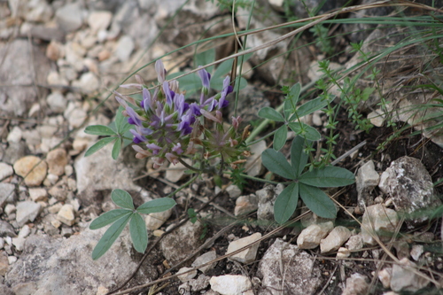 Image of Pediomelum latestipulatum by no rights reserved