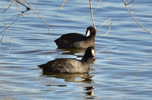American Coot photographed in Colorado