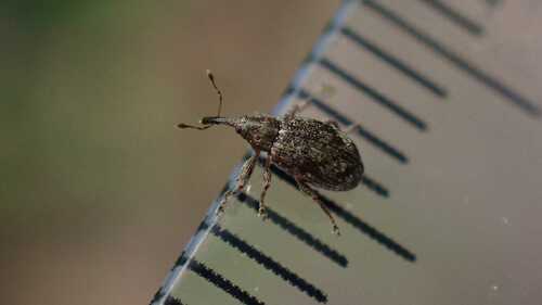Anthonomus humeralis