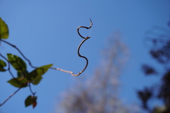 Muehlenbeckia hastulata
