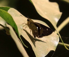 Scobura isota