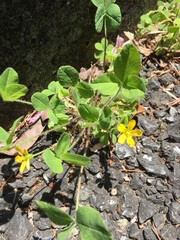 Oxalis corniculata