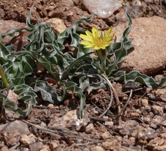 Nothocalais cuspidata